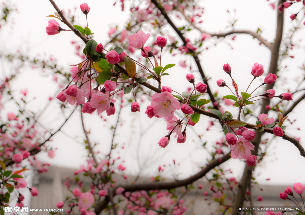 樱花