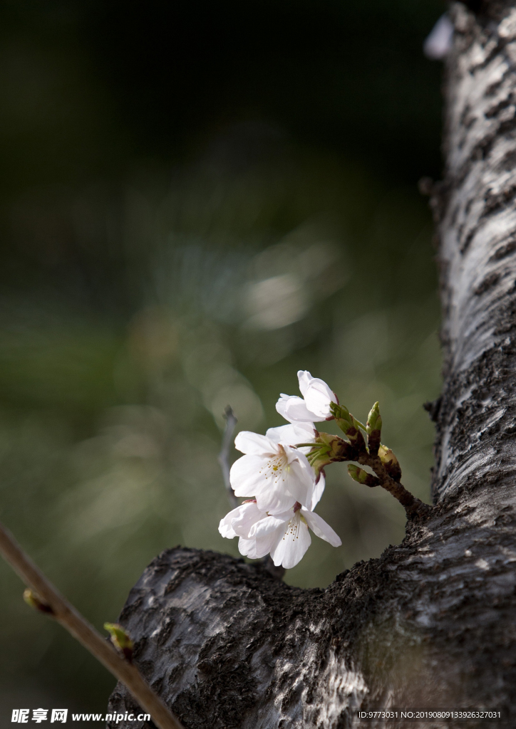 樱花