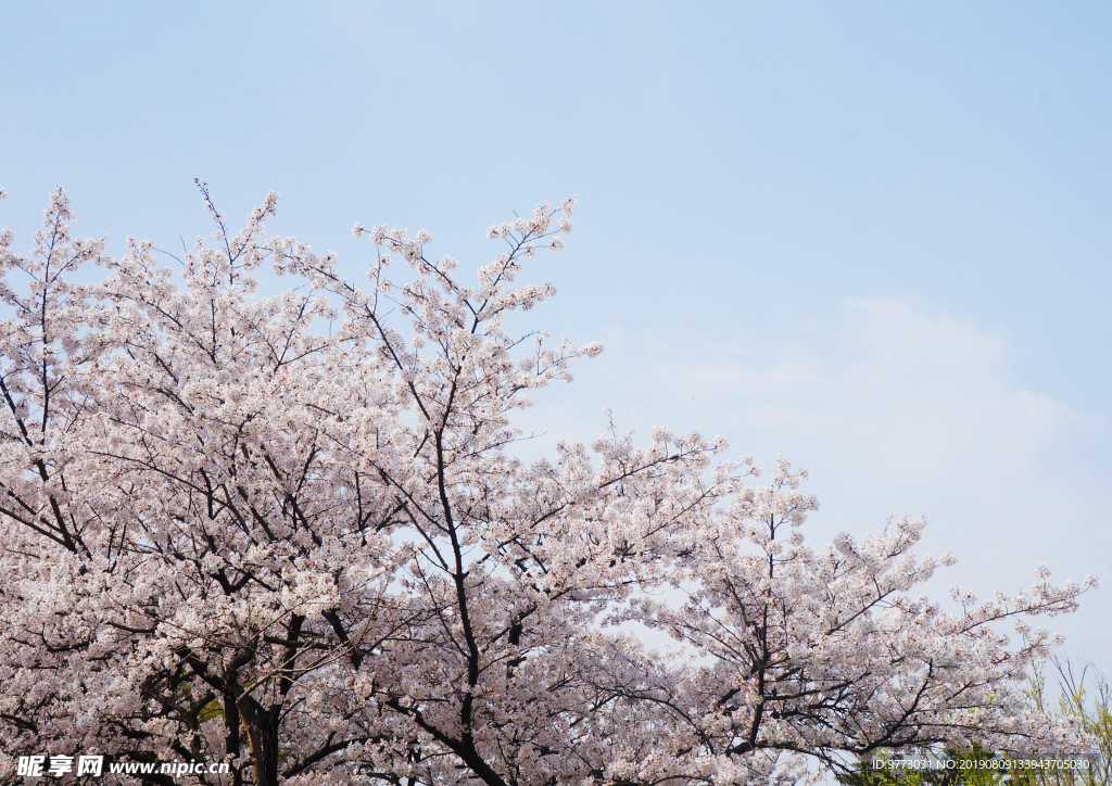 樱花