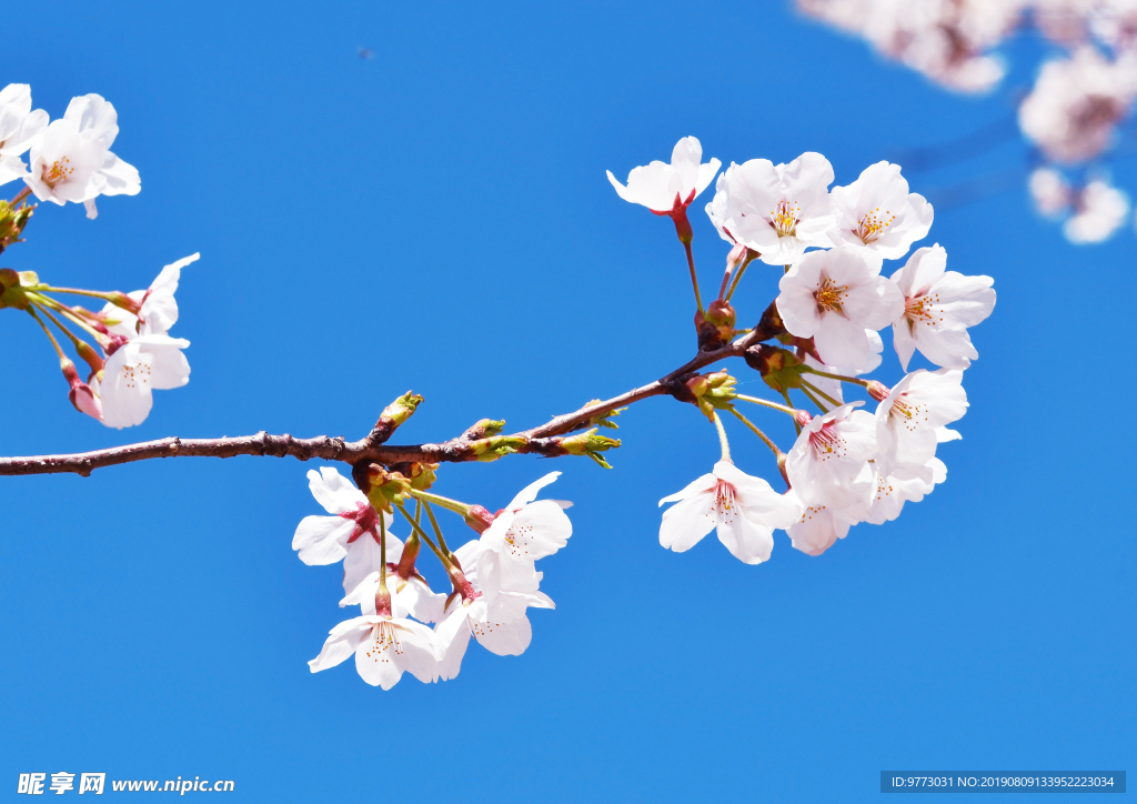 樱花