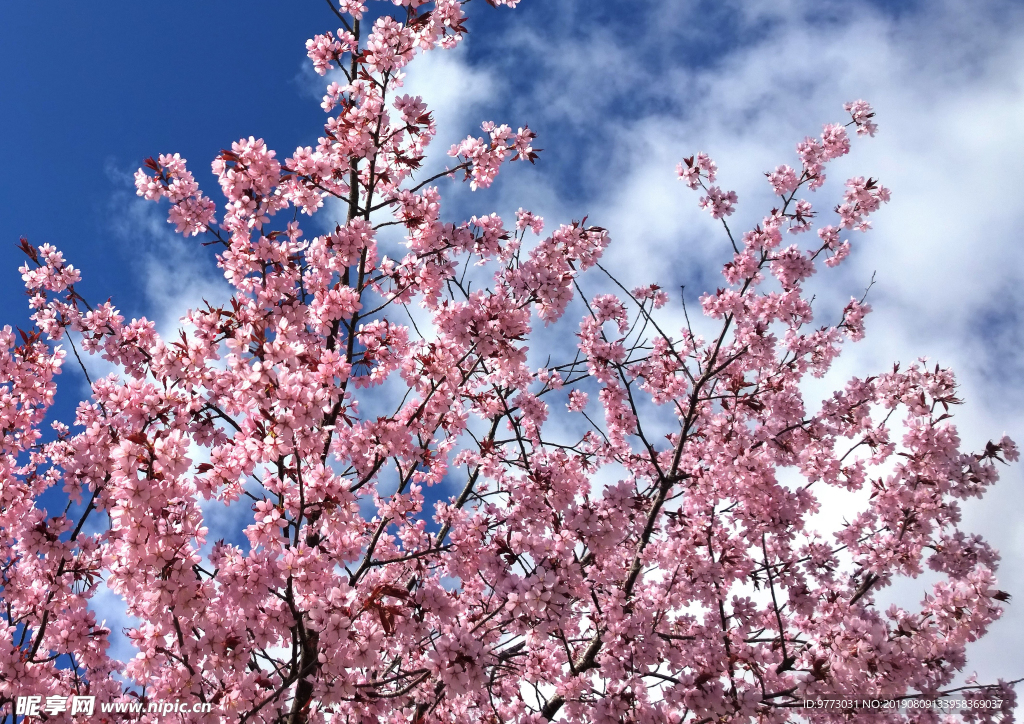 樱花