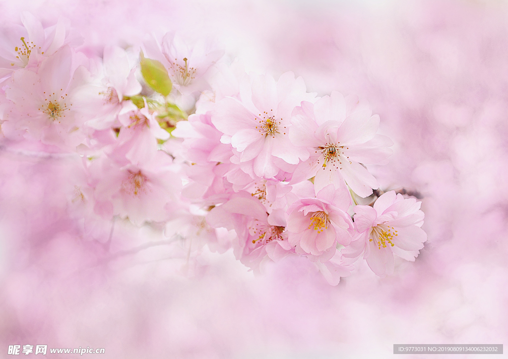 樱花