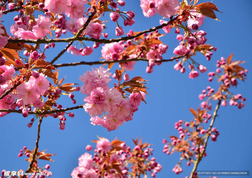 樱花