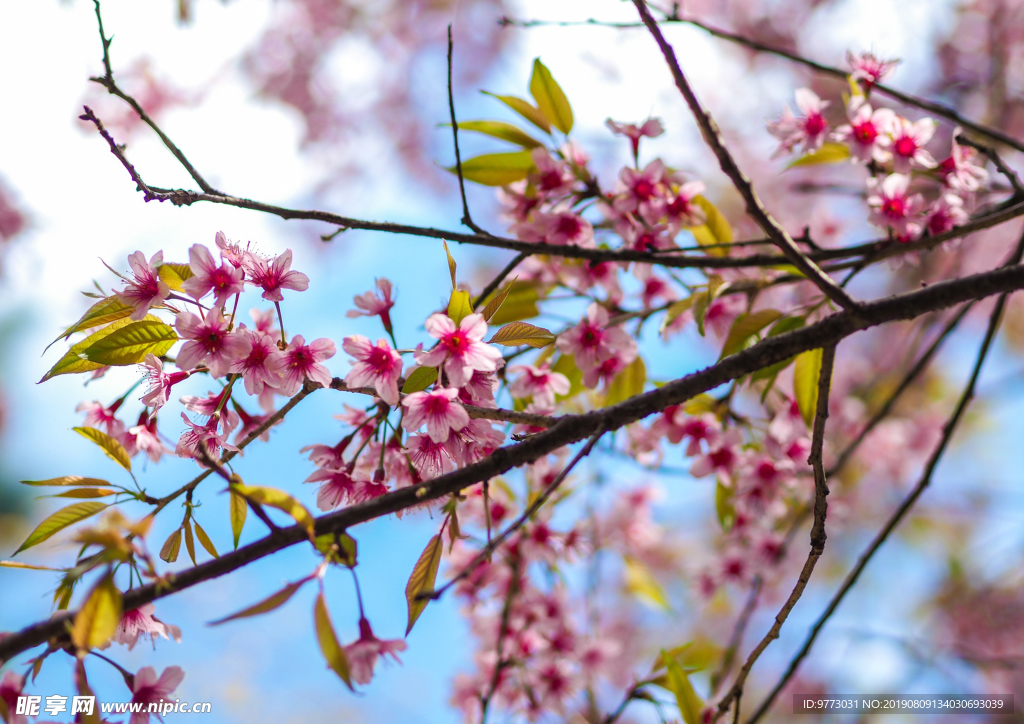 樱花