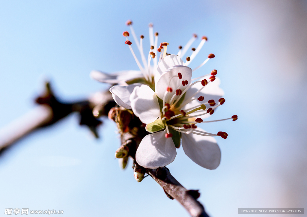 樱花