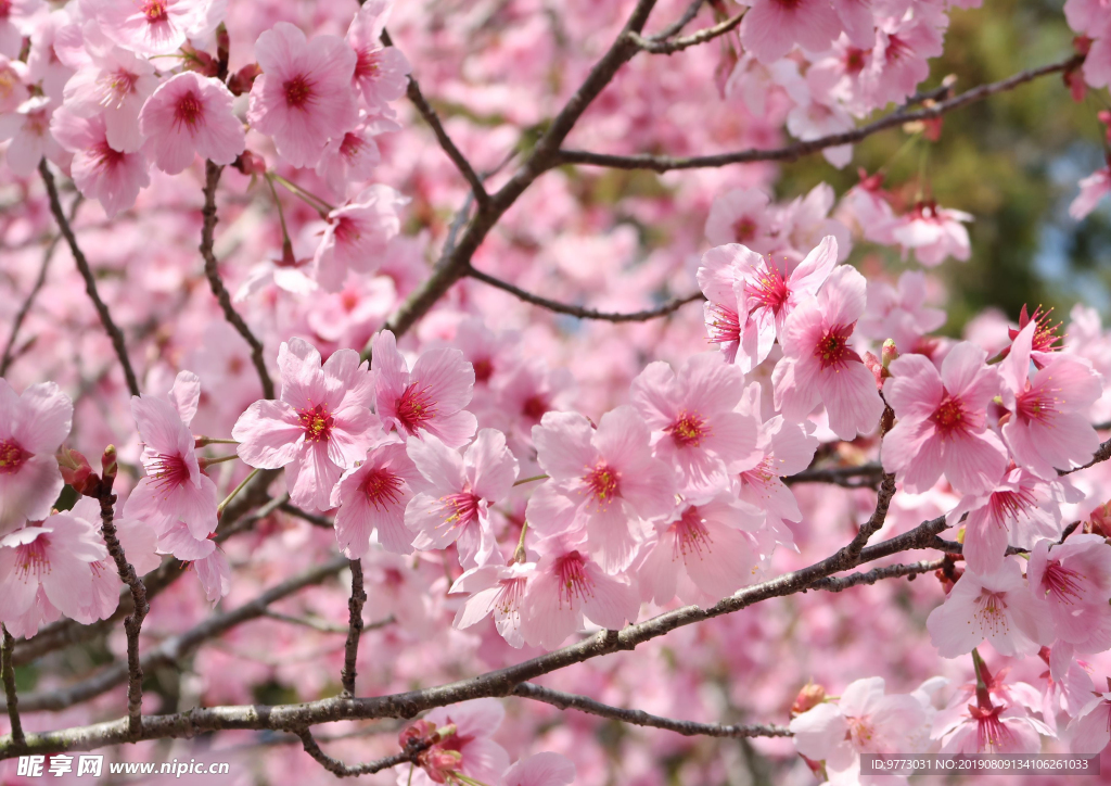 樱花