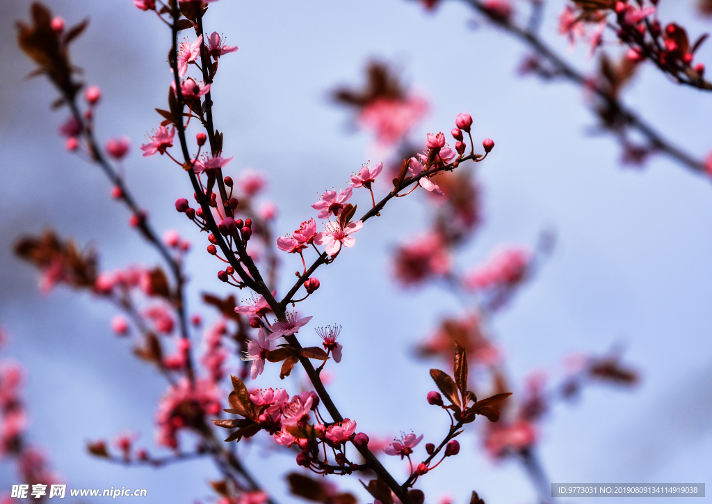 樱花