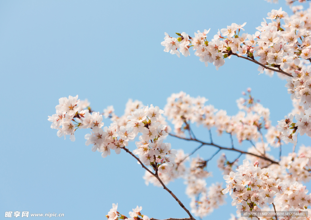 樱花