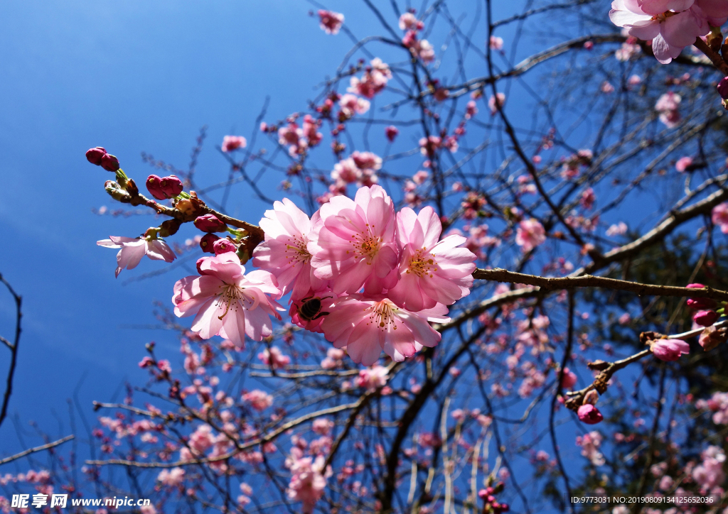 樱花