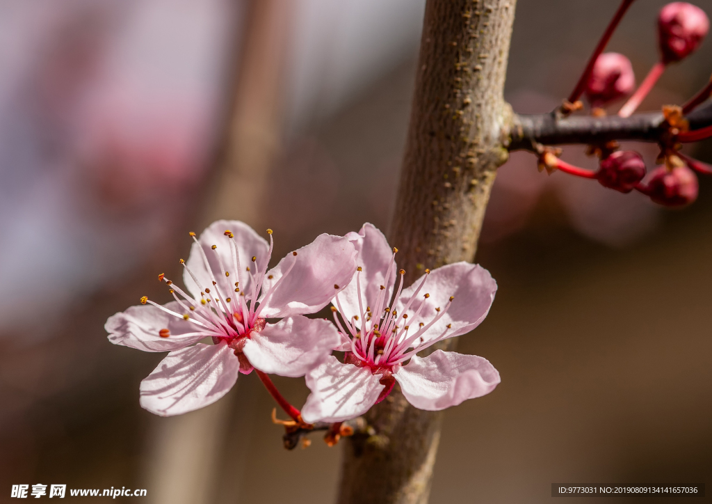 樱花