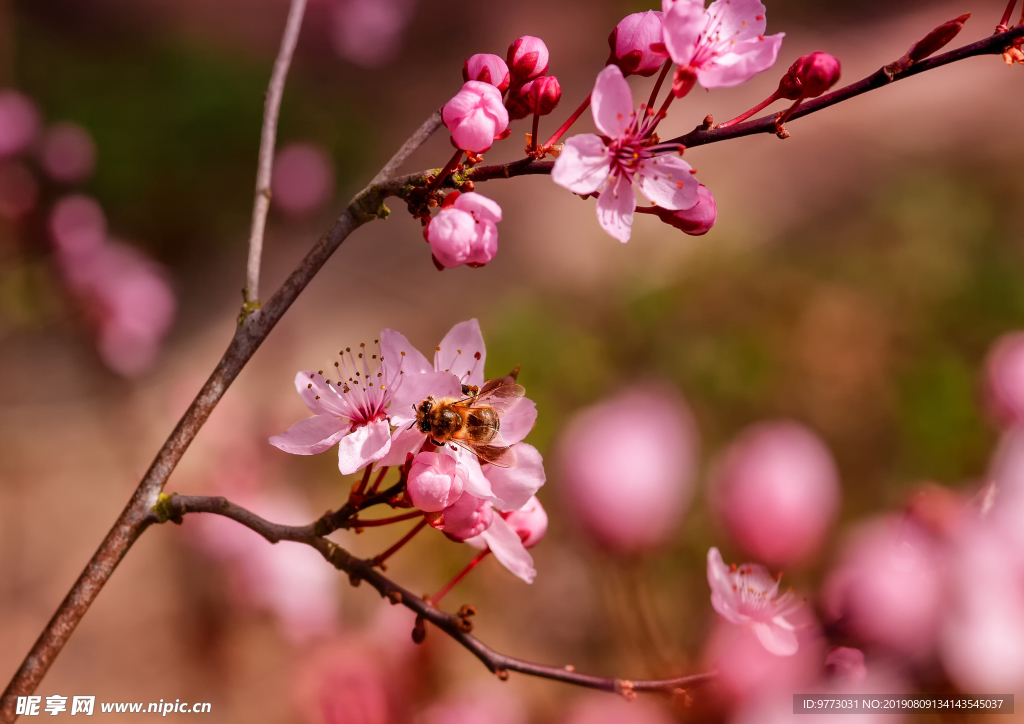 樱花