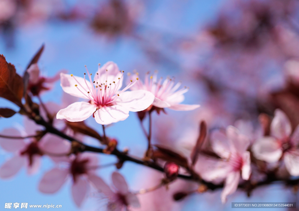 樱花