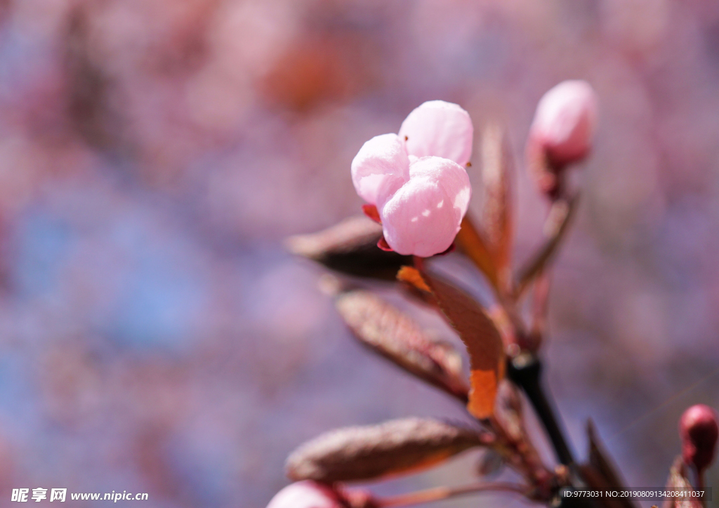 樱花