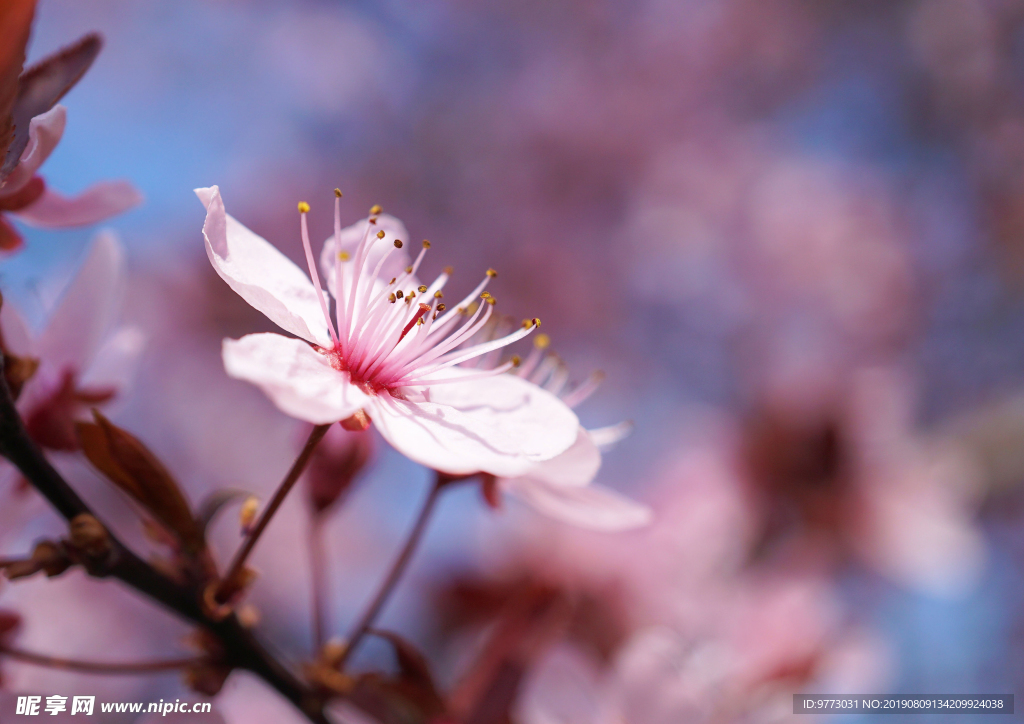 樱花