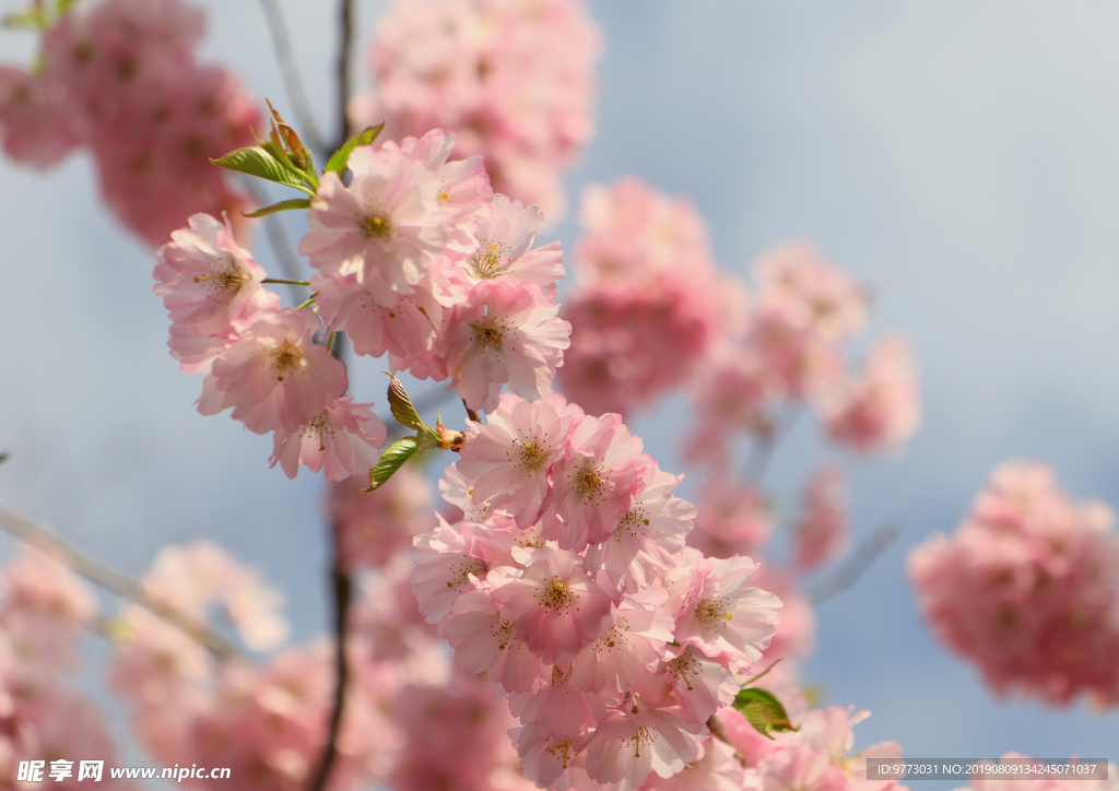 樱花