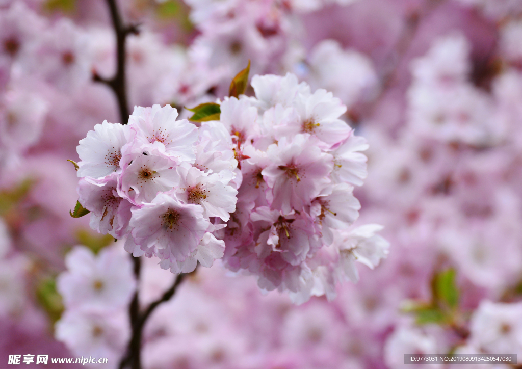 樱花