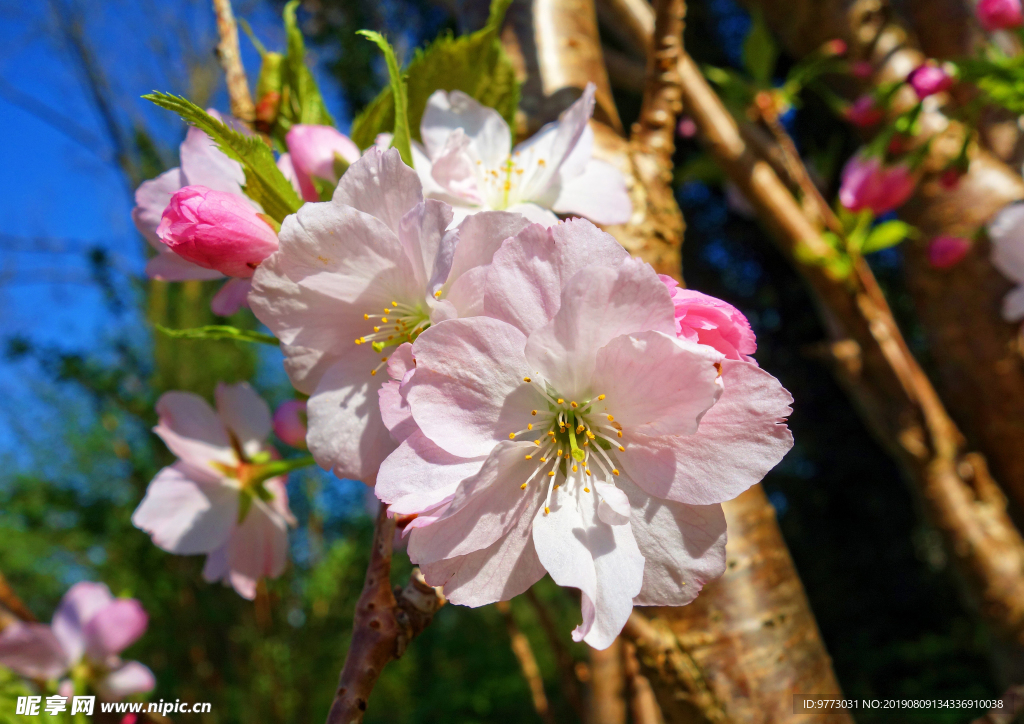 樱花