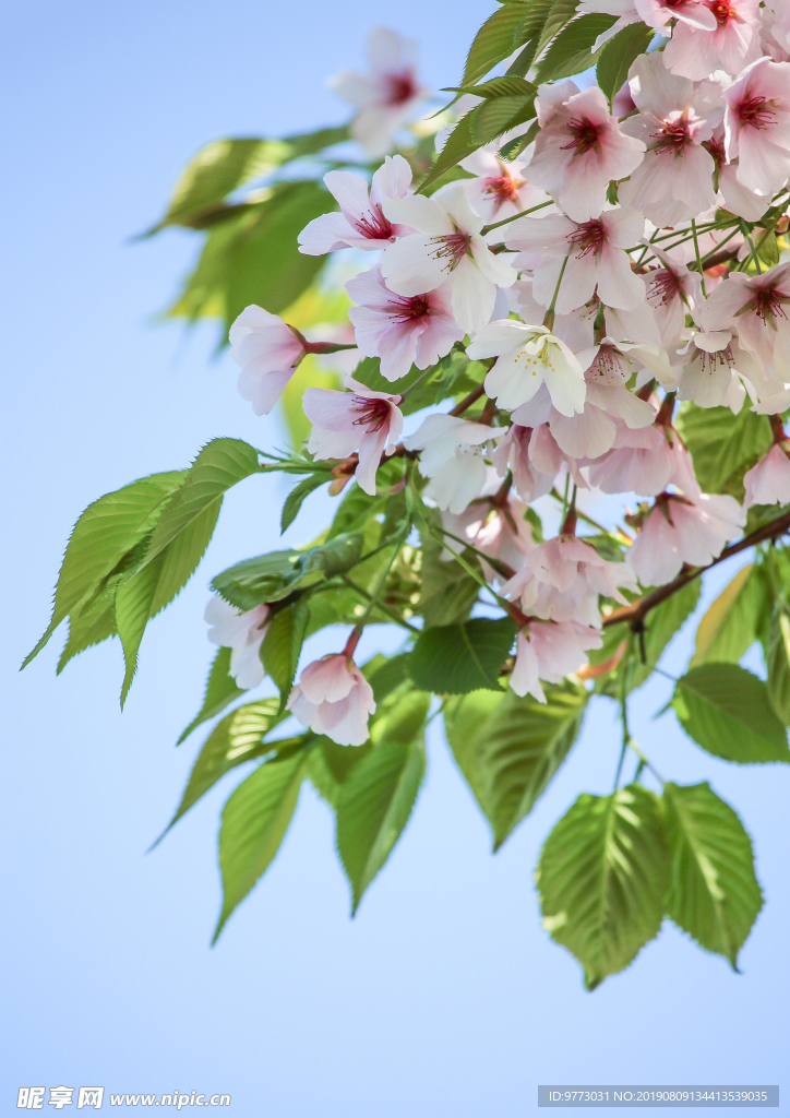 樱花