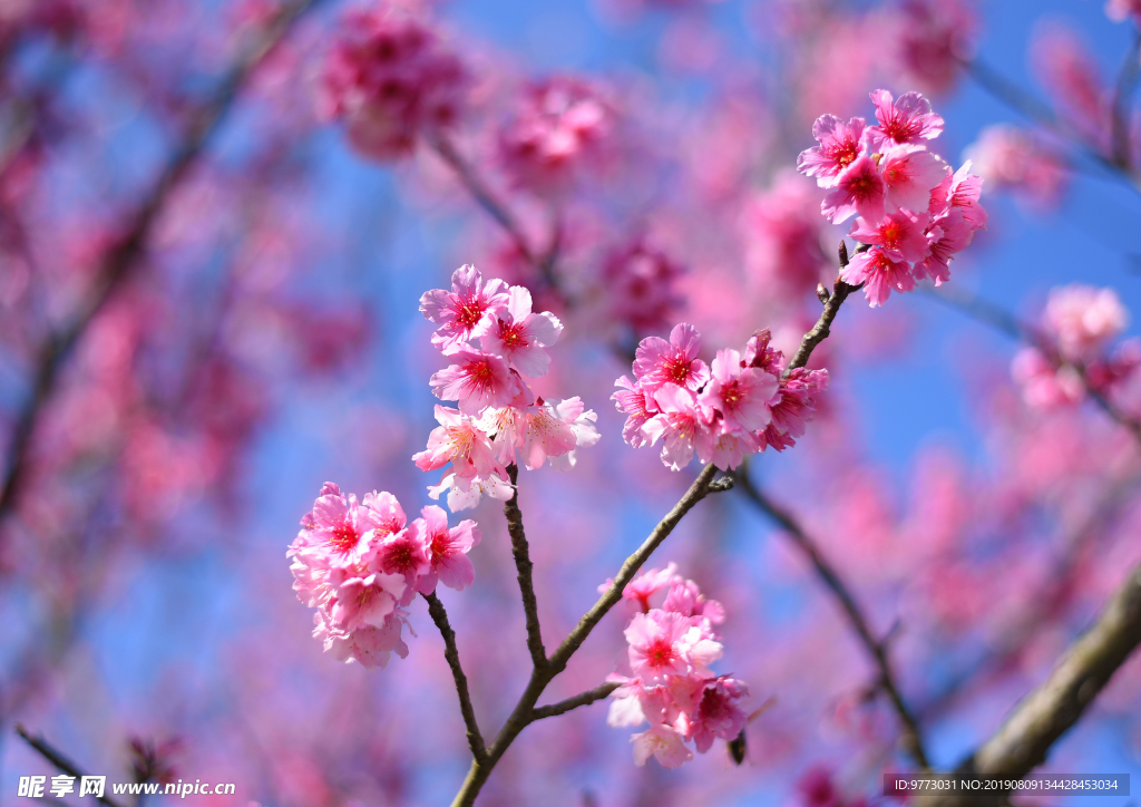 樱花