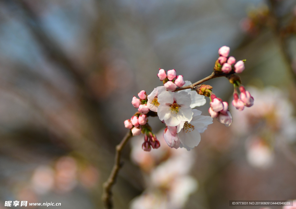 樱花