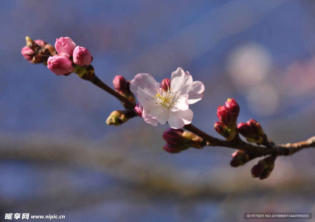 樱花