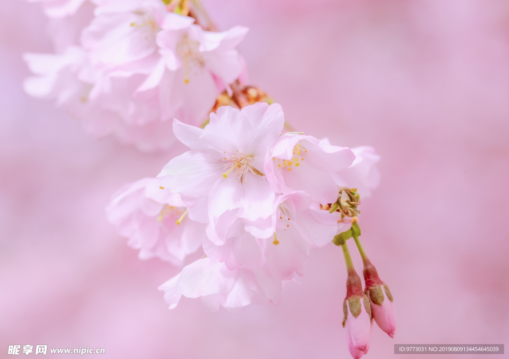 樱花