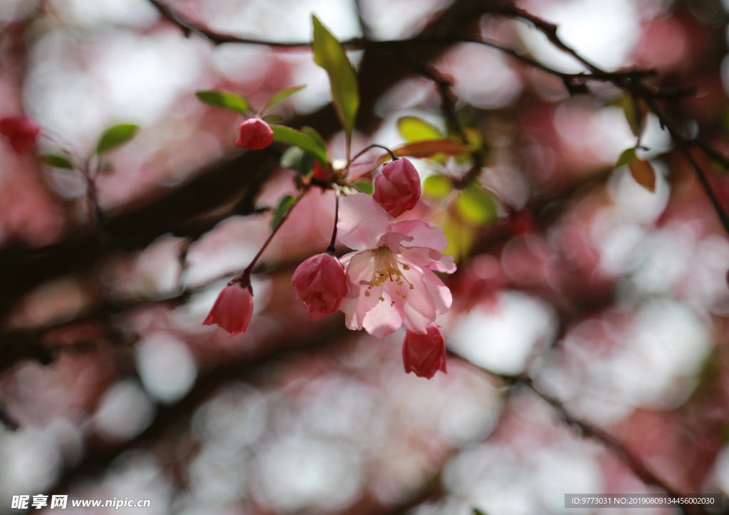 樱花