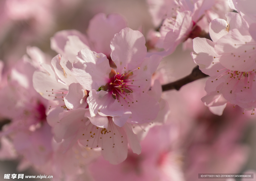 樱花