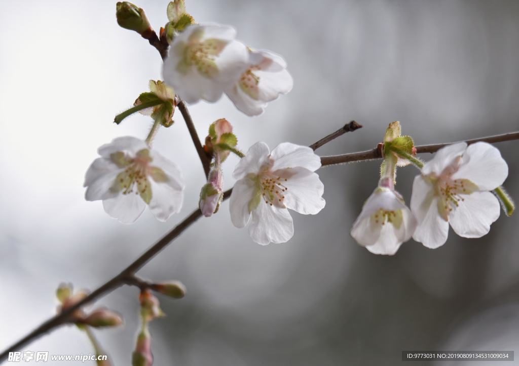 樱花