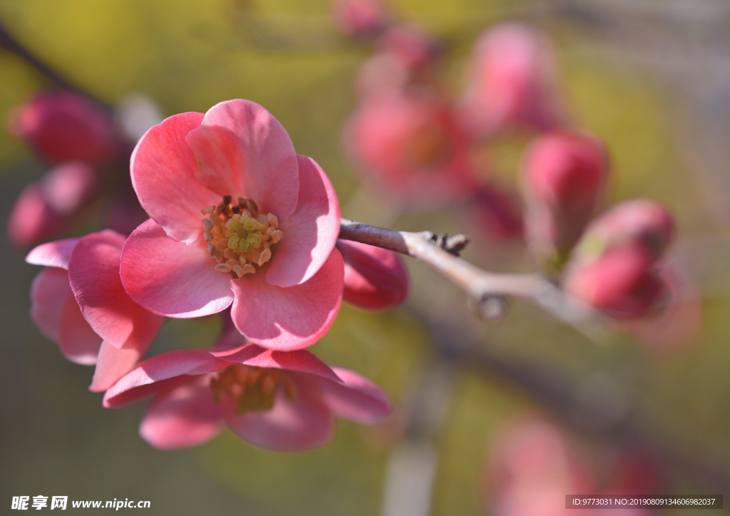 樱花