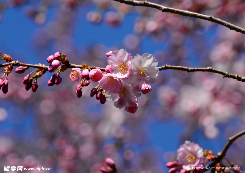 樱花