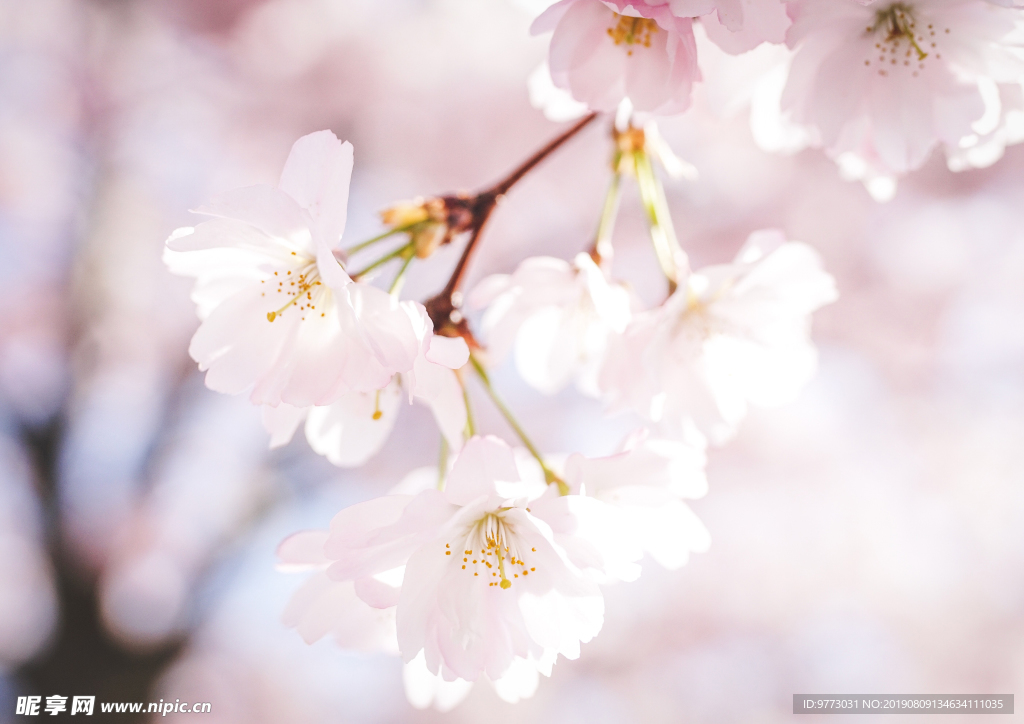 樱花