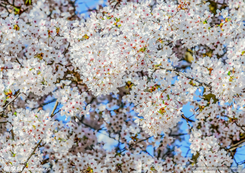 樱花