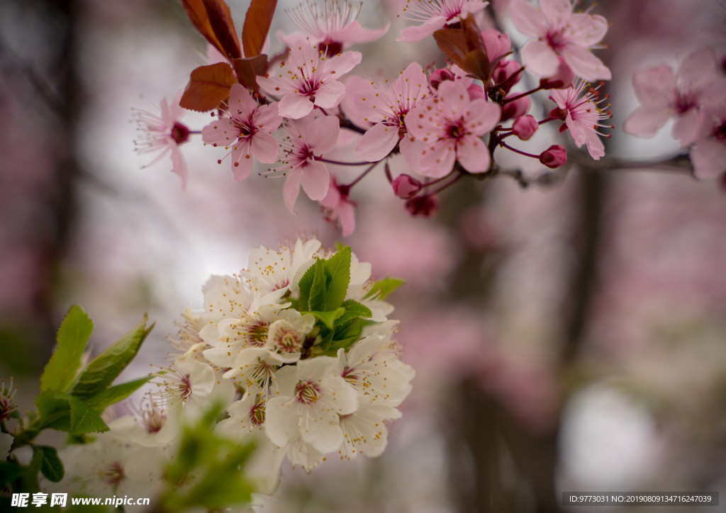 樱花