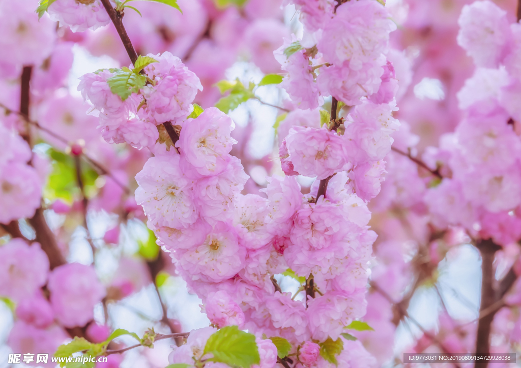 樱花