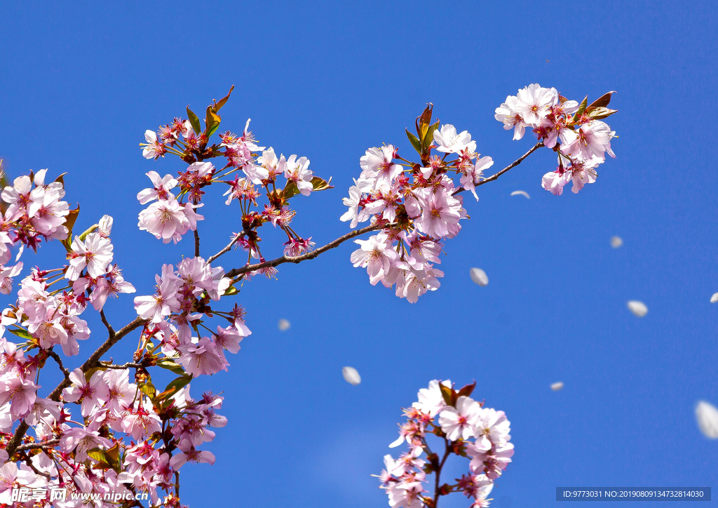 樱花