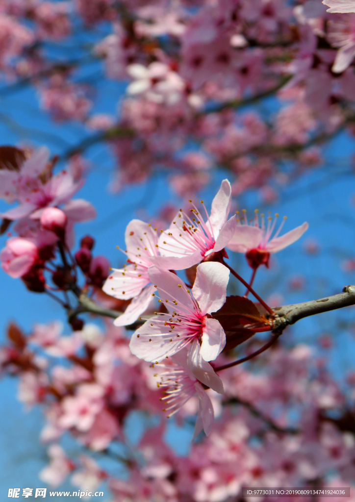 樱花