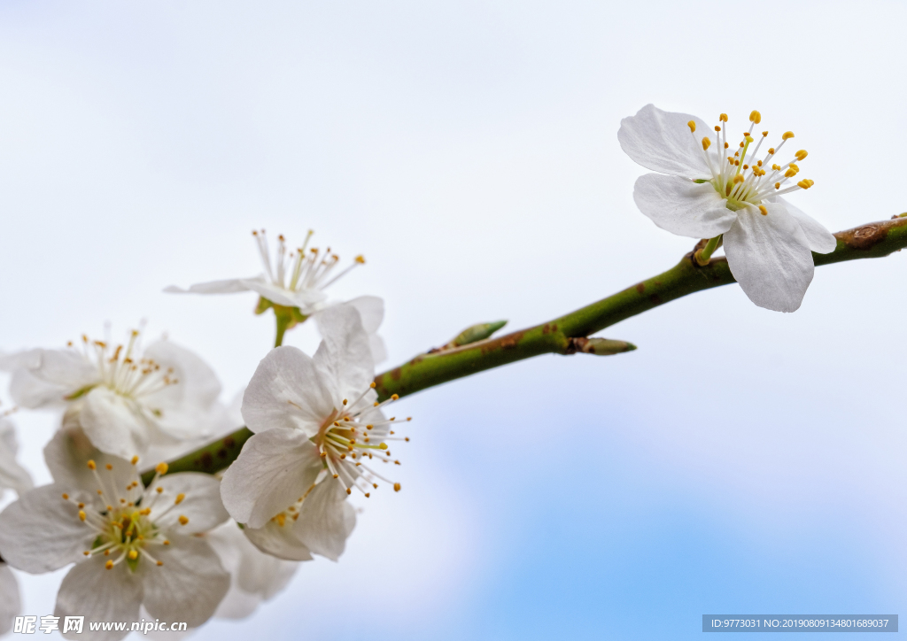 樱花