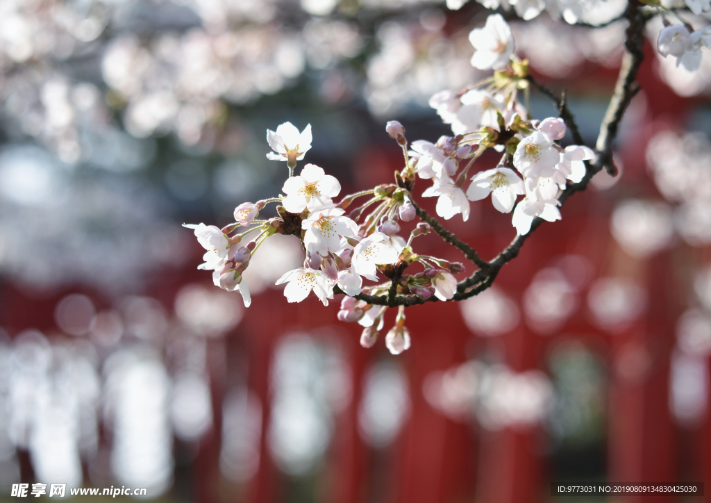 樱花