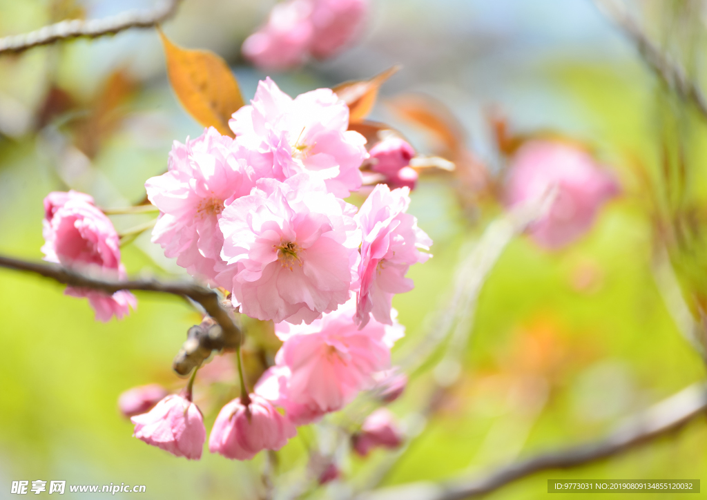 樱花