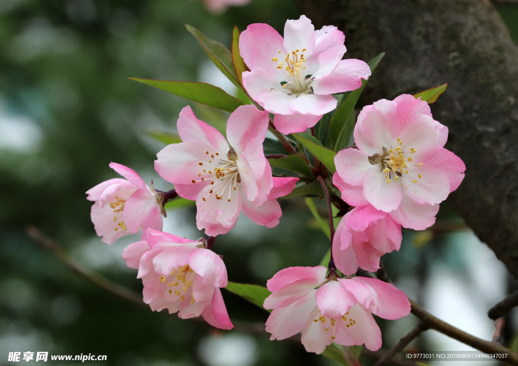 樱花