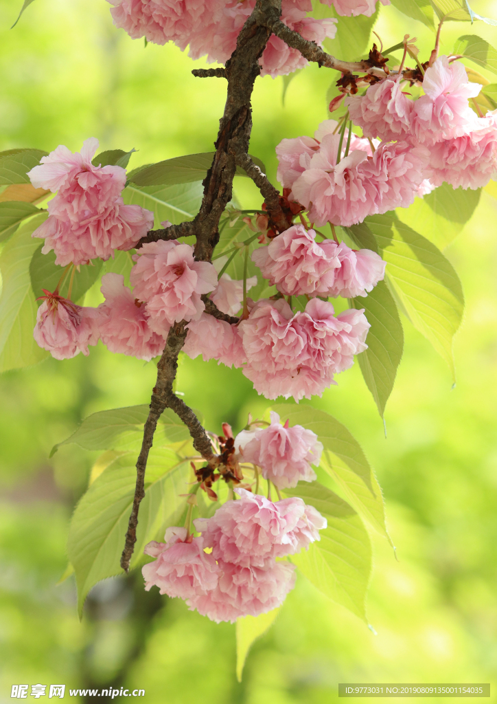 樱花