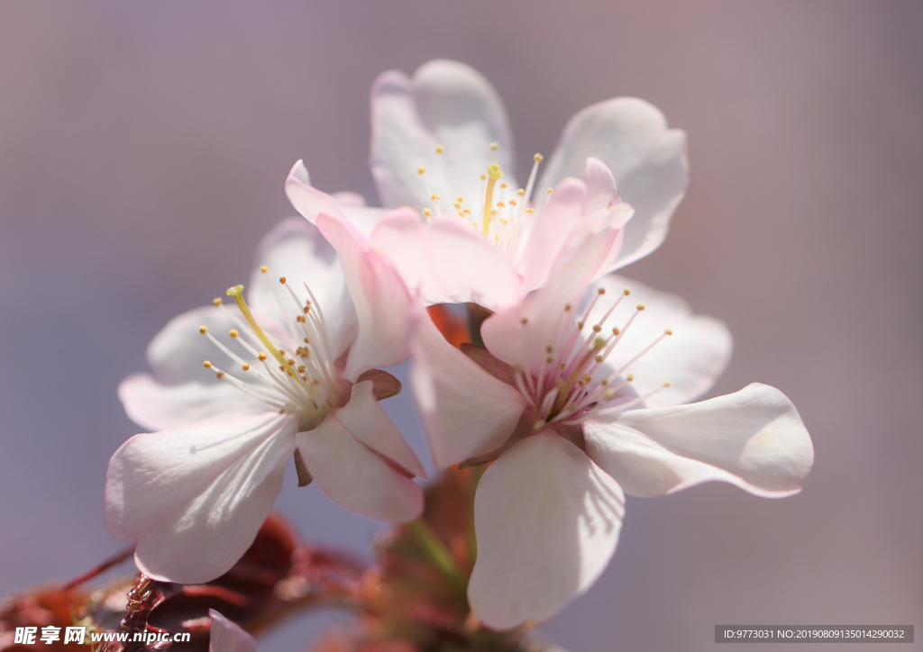 樱花