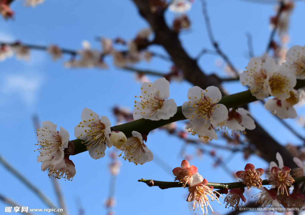 樱花