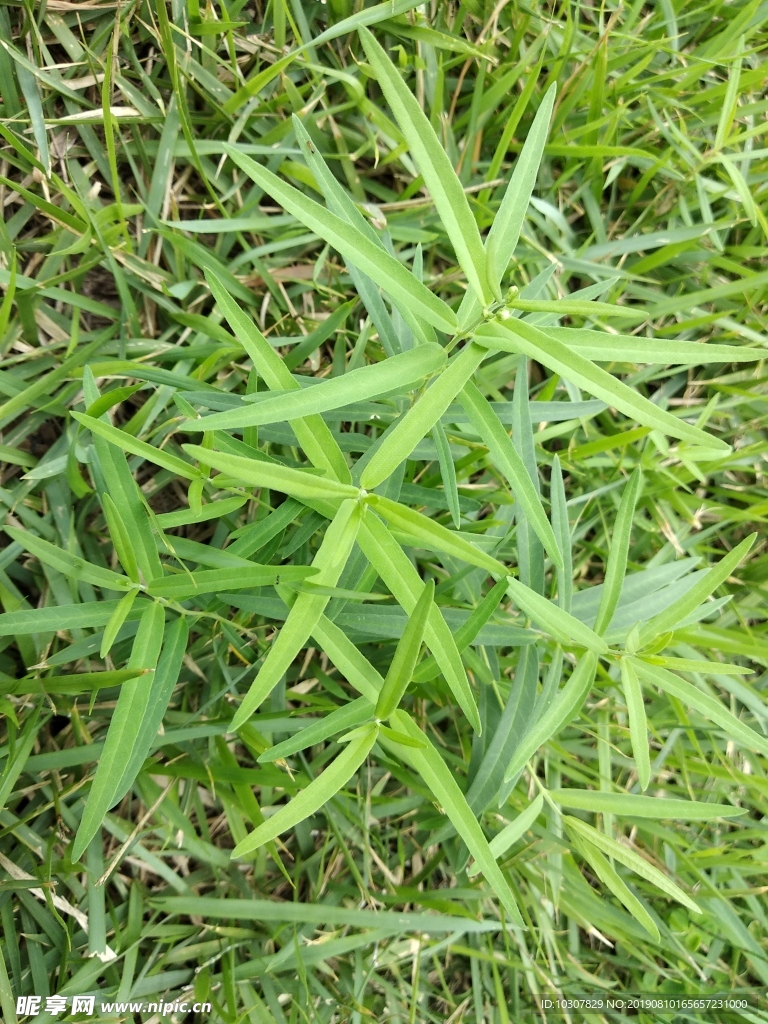 鸭趾草