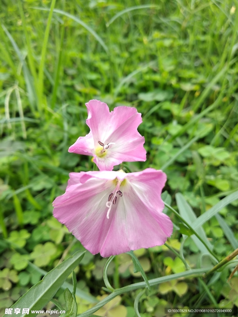 野牵牛喇叭花