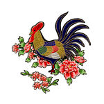公鸡