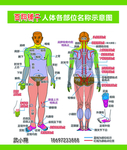 人体图