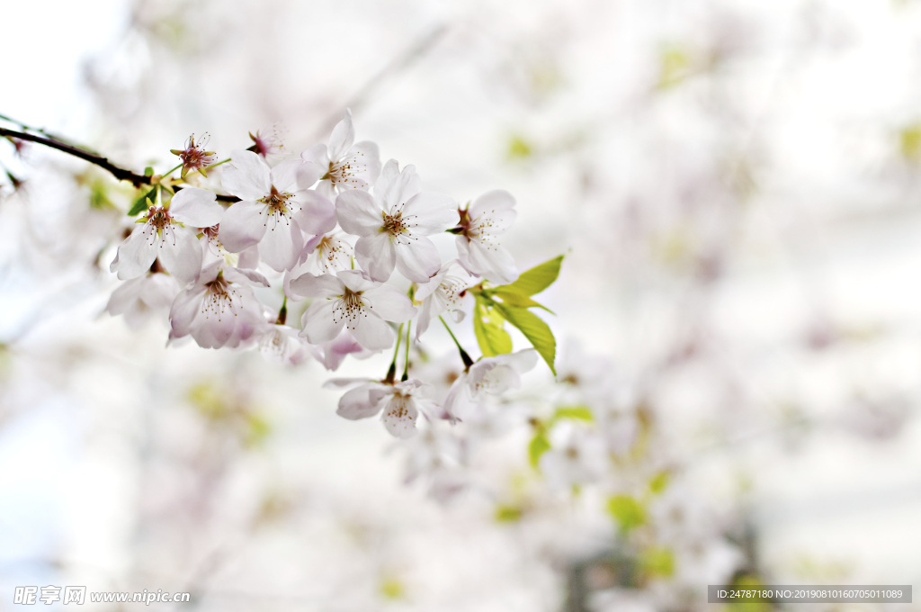 花朵绽放