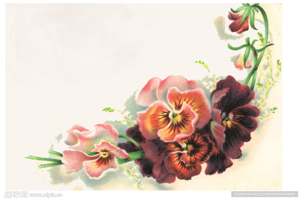 紫罗兰花朵插图